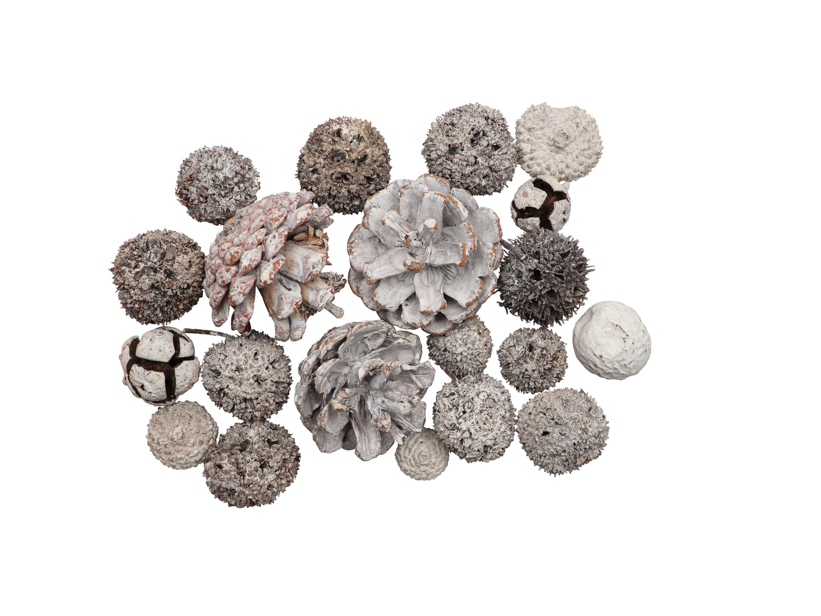 Zapfen-Mix Set 3, 170g gewaschen