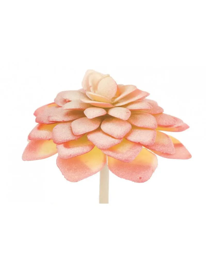Echeveria 7cm - Kidis Art