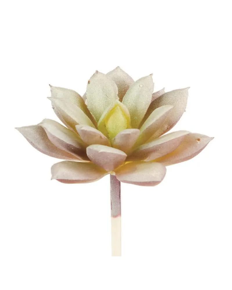 Echeveria 8cm - Kidis Art
