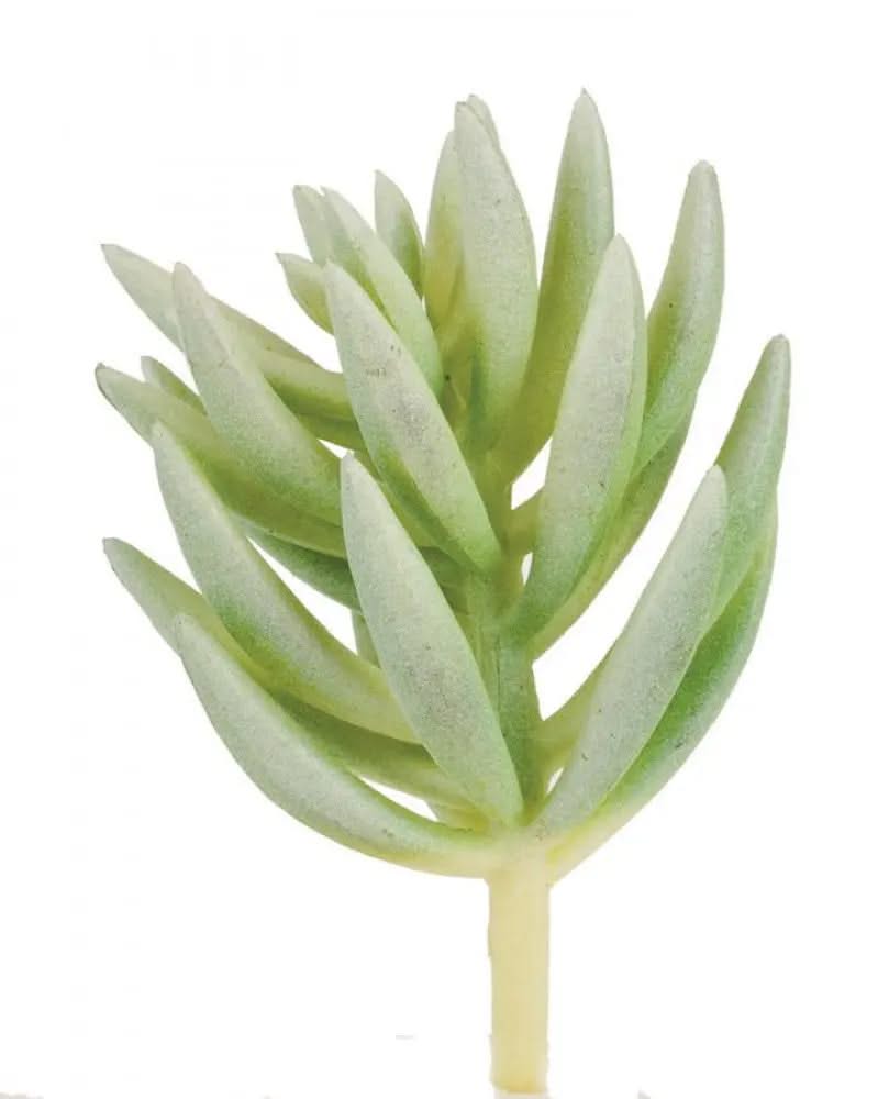 Pachyphytum compactum 7cm - Kidis Art