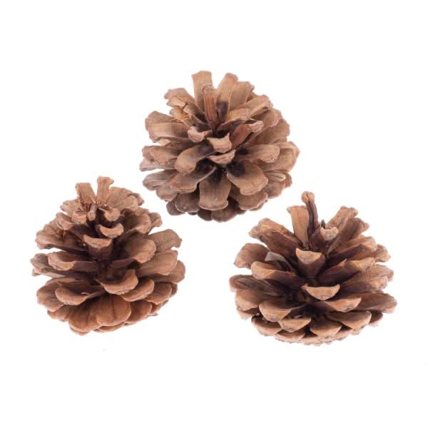 Kieferzapfen, natur 6-8cm, 200g - Kidis Art